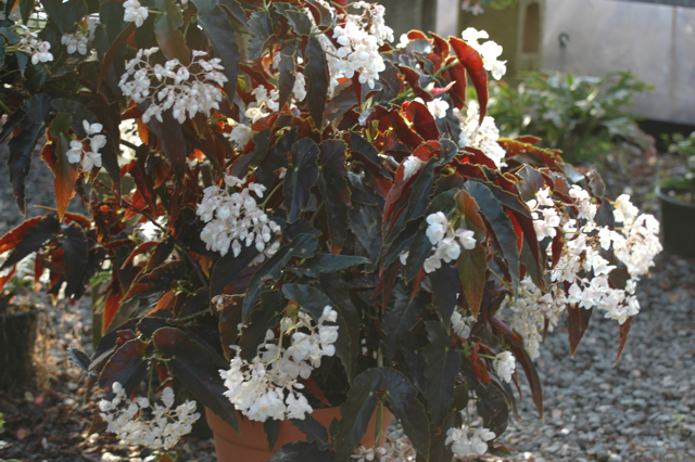 B. ‘White Cascade’
